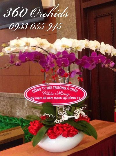 cách trang trí chậu Lan hồ điệp dễ dàng